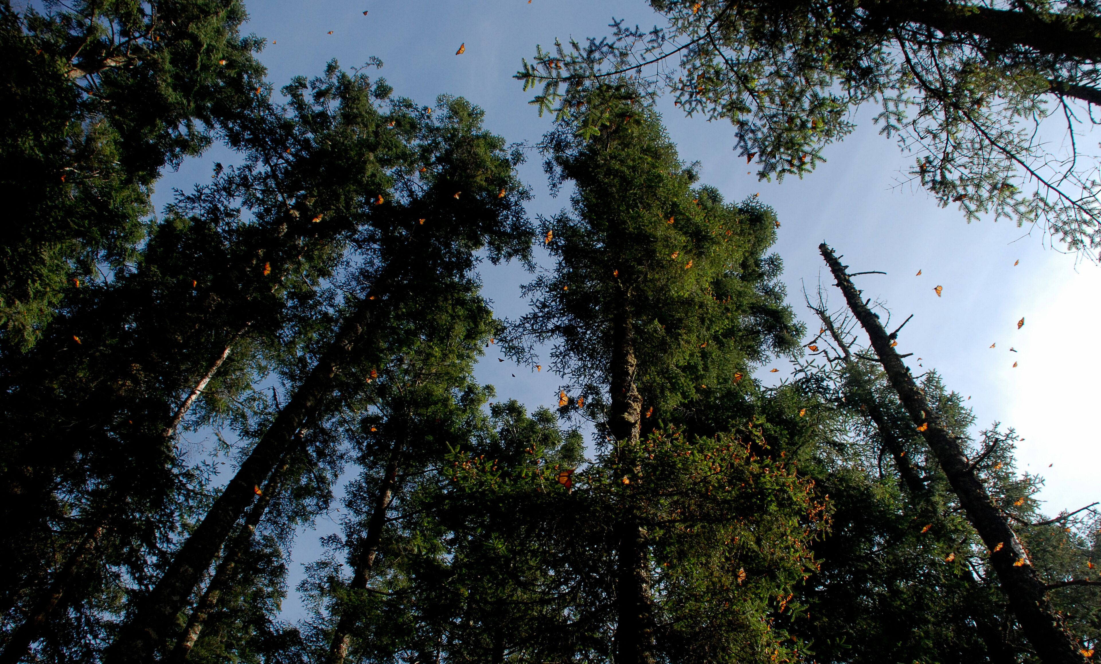 A dense forest with tall trees and orange leaves scattered throughout.