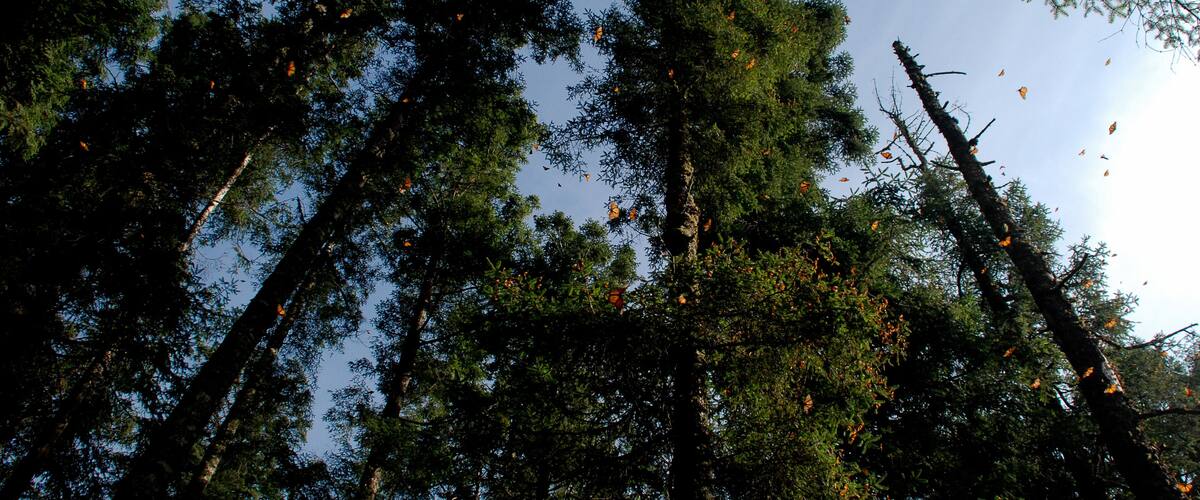 A dense forest with tall trees and orange leaves scattered throughout.