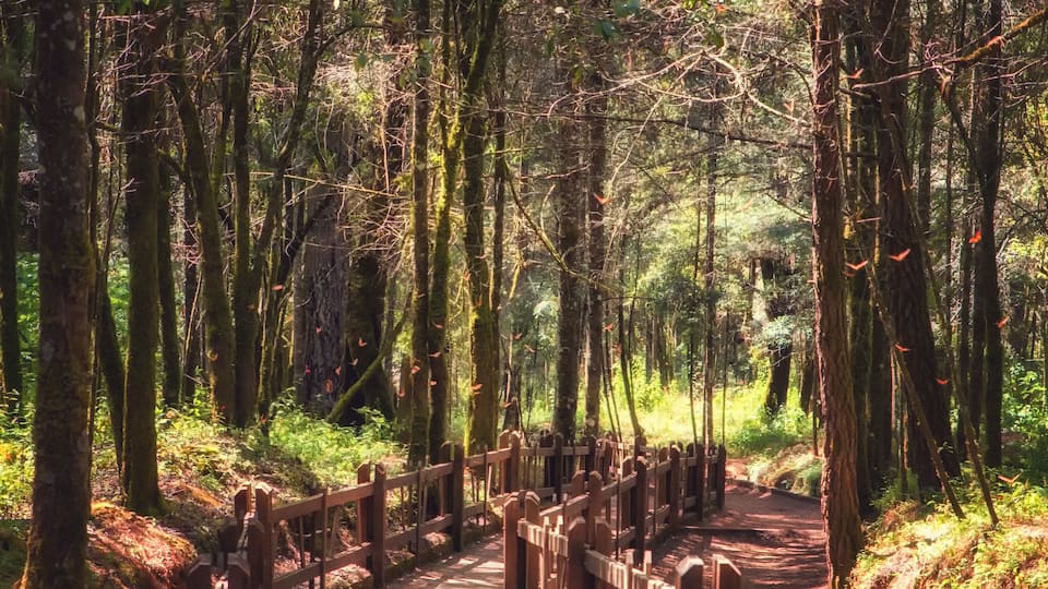 Monarch Butterfly Biosphere Reserve