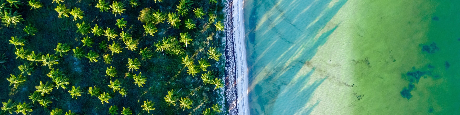 Aerial view of trees on the beach along the coastline facing the Gulf of Mexico, in Sinanché Municipality, Yucatan, Mexico.