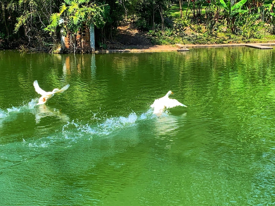 In the Ex-hacienda El Lencero you will find beautiful ducks. This Ex-hacienda is 20 minutes away from Xalapa in Veracruz and Antonio Lopez de Santa Anna was one of the owners #lifeatexpedia #tlotravel #xalapa #exhaciendaellencero