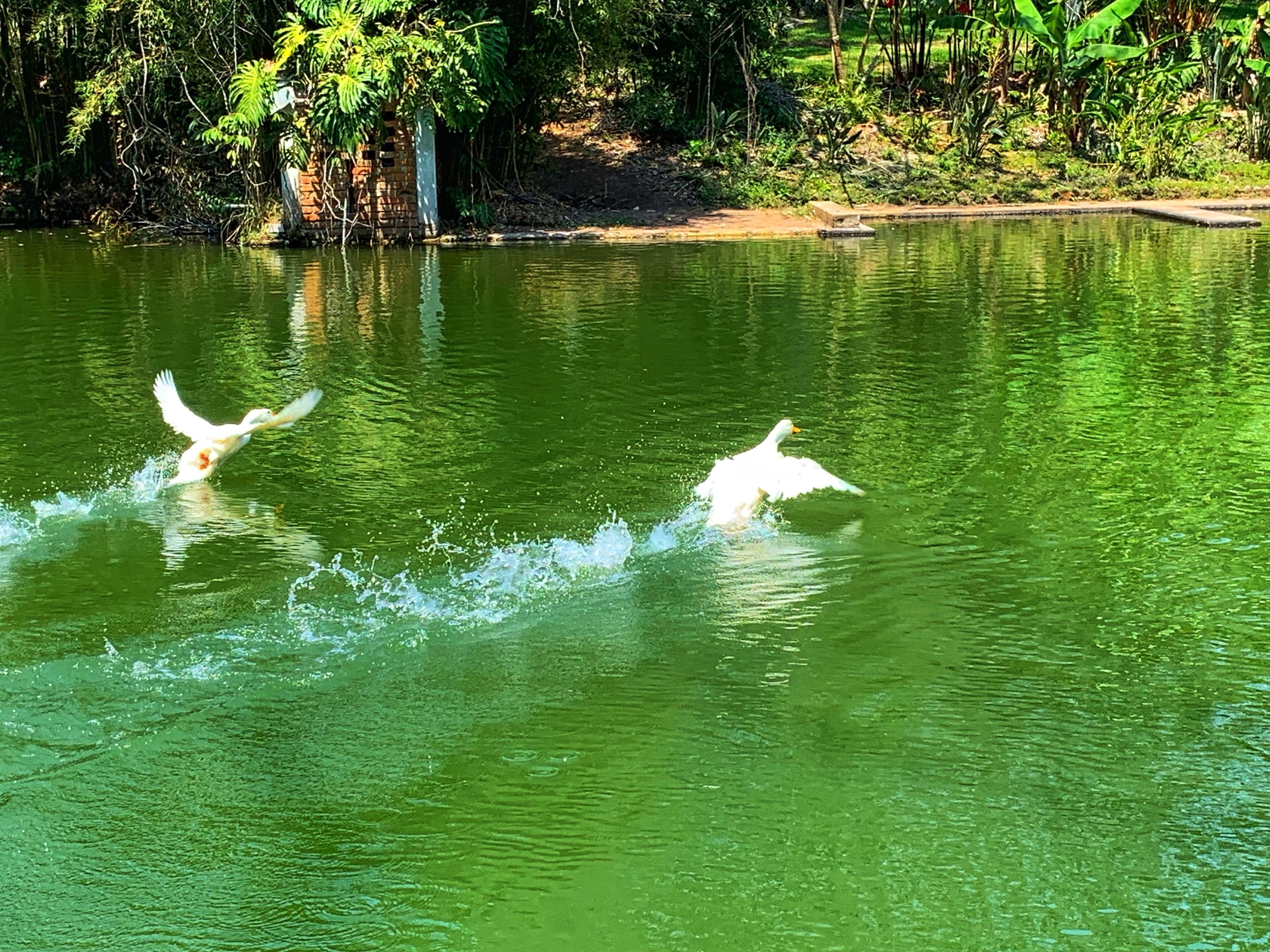Two white birds flying over a green body of water with trees in the background.