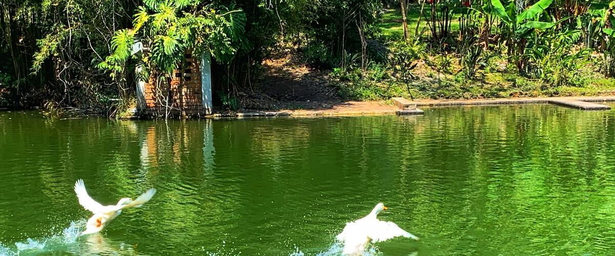 Two white birds flying over a green body of water with trees in the background.