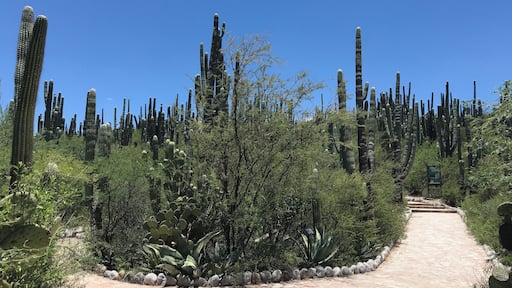 Entrance to “Jardín Botánico Helia Bravo” a truly amazing space to view desert landscapes. Highly recommend!