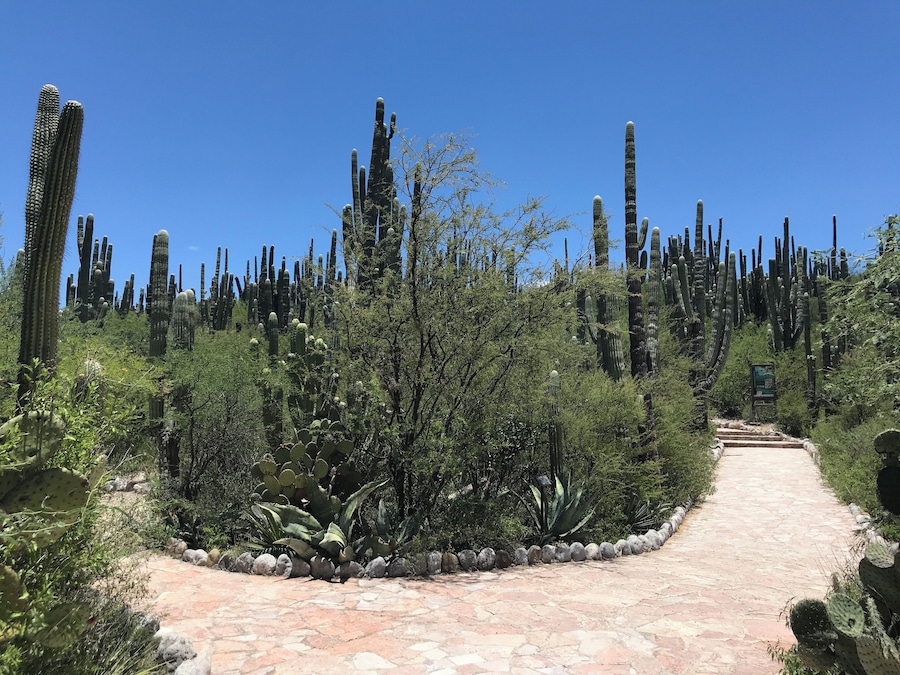 Entrance to “Jardín Botánico Helia Bravo” a truly amazing space to view desert landscapes. Highly recommend!