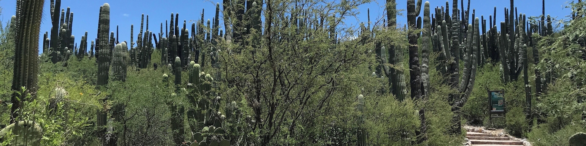 Entrance to “Jardín Botánico Helia Bravo” a truly amazing space to view desert landscapes. Highly recommend!