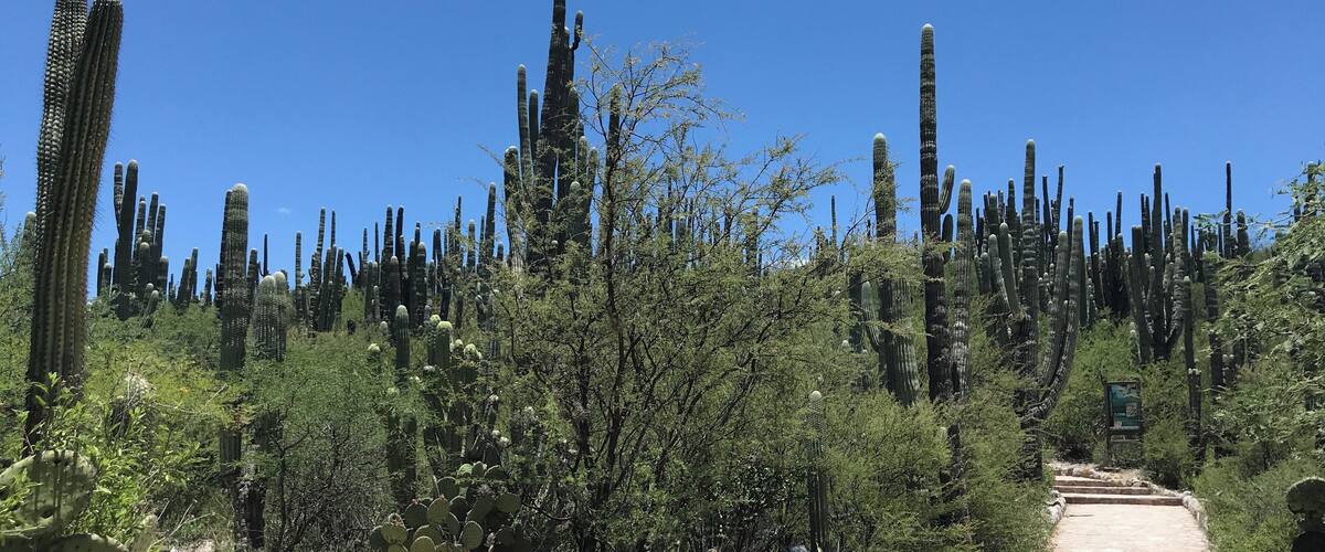 A stone pathway surrounded by tall cacti and green shrubs.