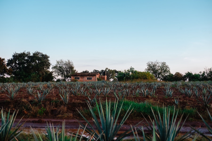 Campo de agave de los altos jalisco
