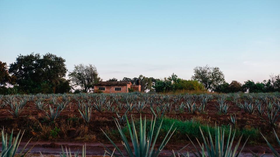 Campo de agave de los altos jalisco