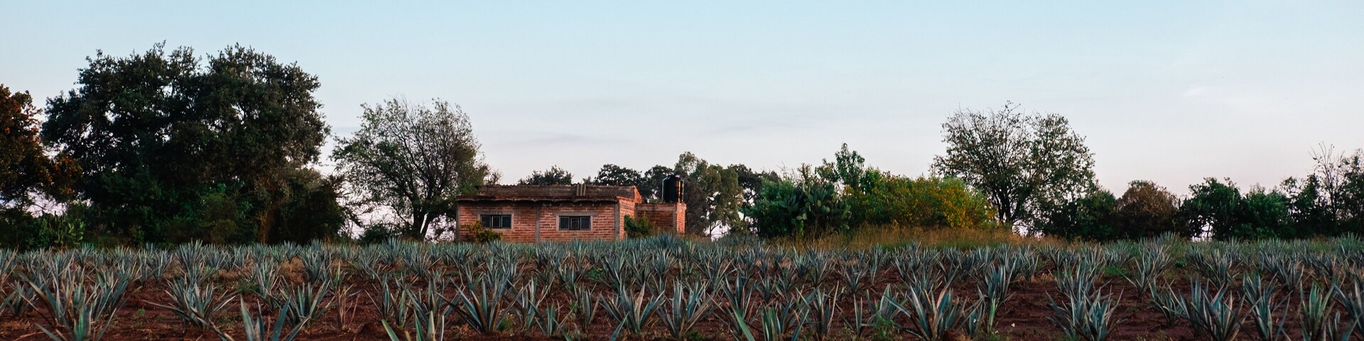 Campo de agave de los altos jalisco