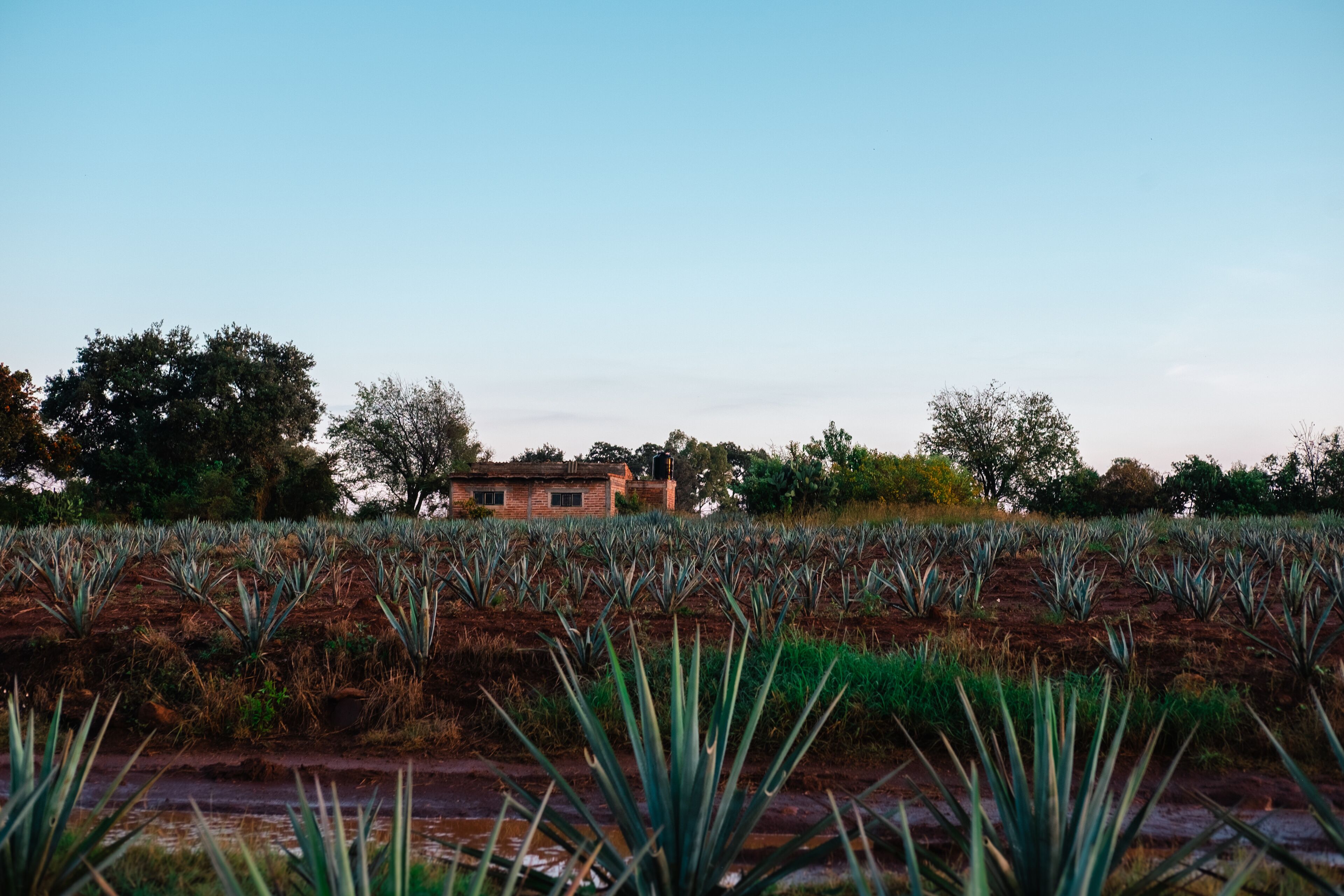 A field of agave plants with a building in the background.