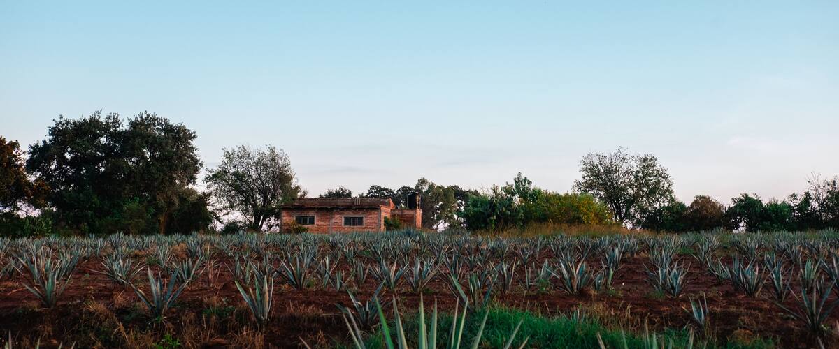 A field of agave plants with a building in the background.