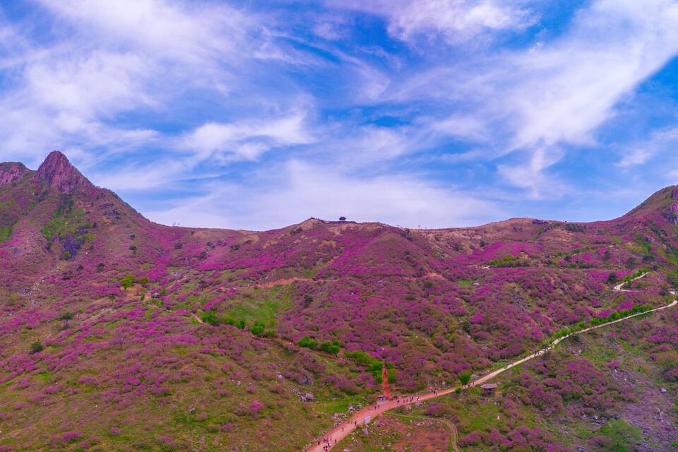 A mountain landscape with purple heather and a winding path.