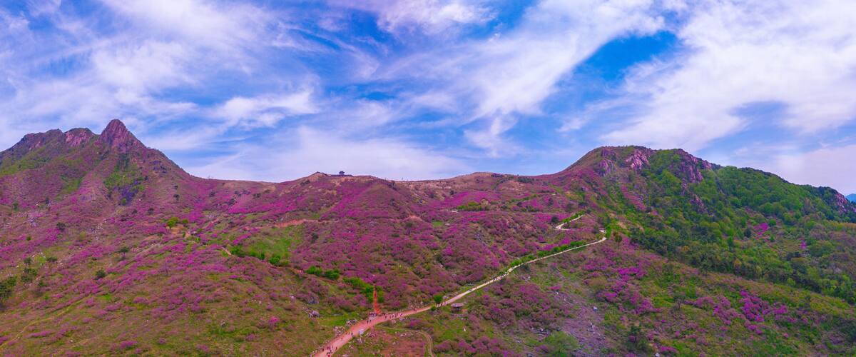 A mountain landscape with purple heather and a winding path.