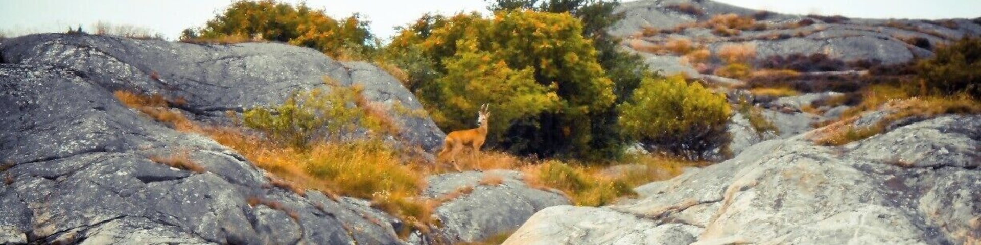 My favorite Summer spot. Can you see the dear? I have no idea how it actually came to this island, might have gone over the ice during winter.