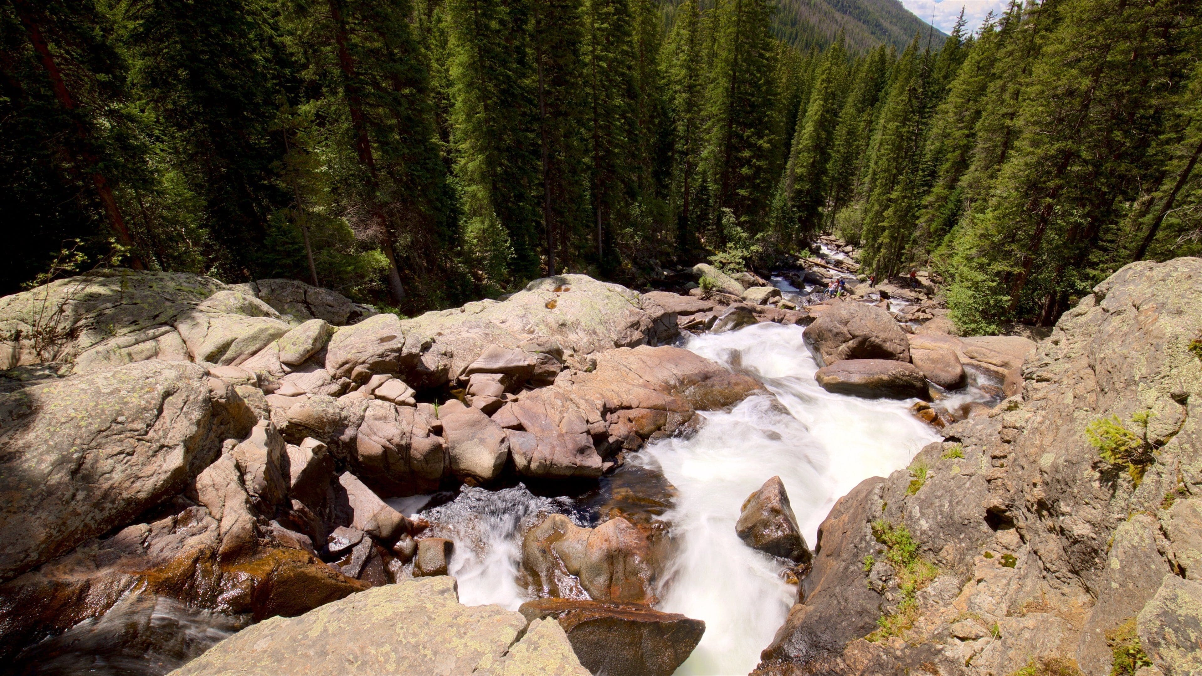A rocky stream flowing through a forest with dense pine trees.