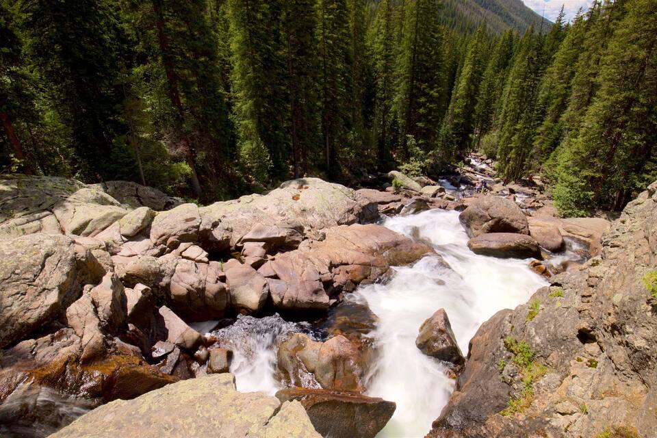 A rocky stream flowing through a forest with dense pine trees.