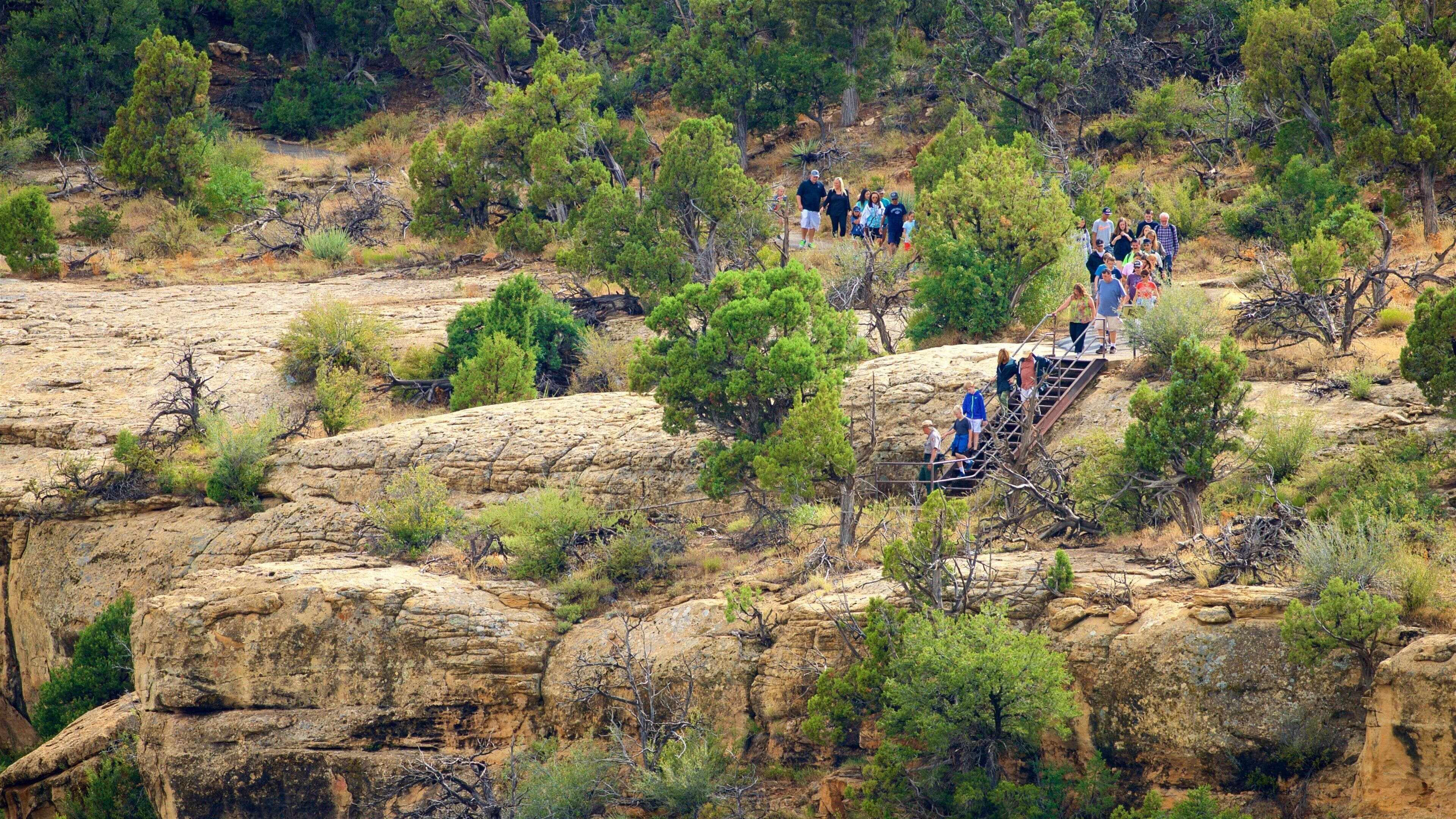 Mesa Verde National Park som viser fredfyldte omgivelser såvel som en lille gruppe mennesker