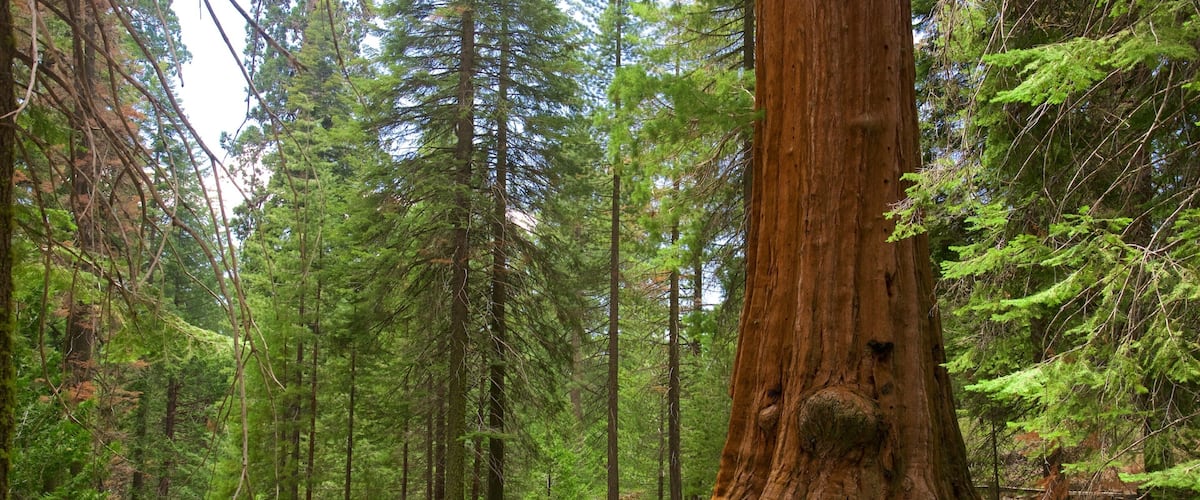 Sequoia and Kings Canyon National Parks showing forest scenes as well as a couple