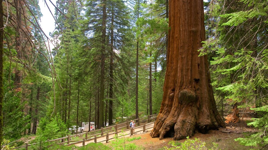 Sequoia and Kings Canyon National Parks