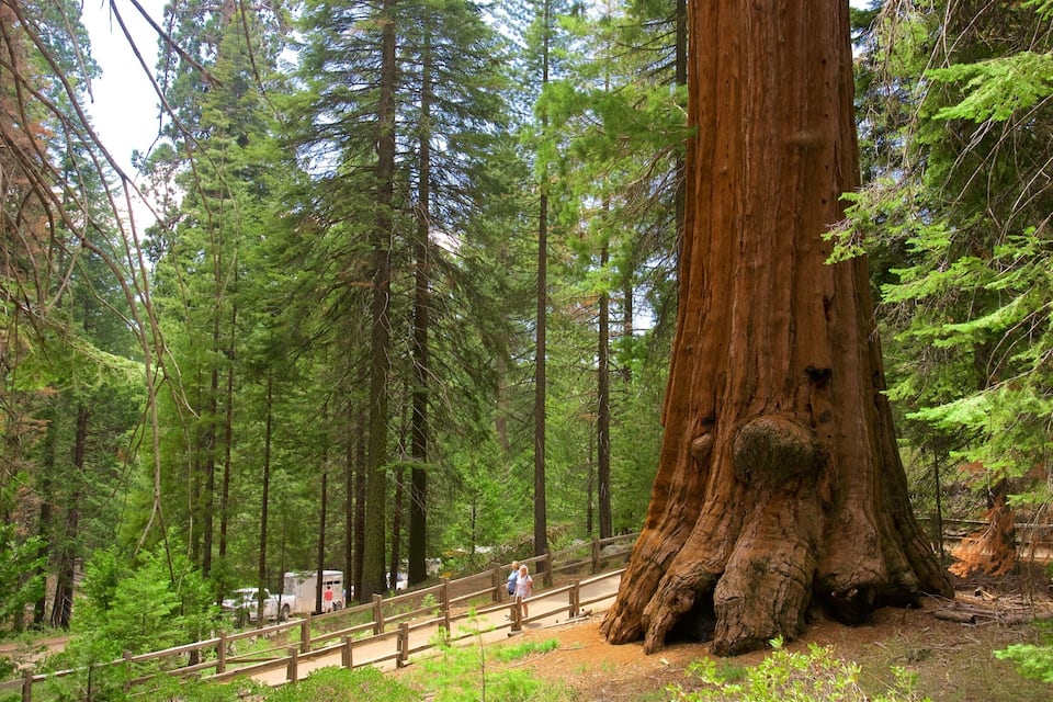 A large redwood tree in a forest with a wooden walkway and people walking.