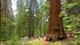 A large redwood tree in a forest with a wooden walkway and people walking.