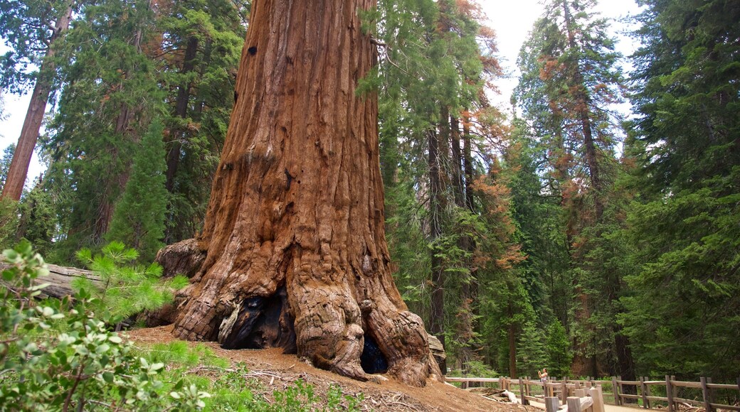 Kings Canyon National Park