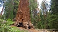 A large redwood tree with a hollow at its base, surrounded by a forest.