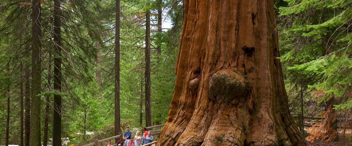 A large redwood tree with a visible root system, surrounded by dense forest and a wooden walkway with people.