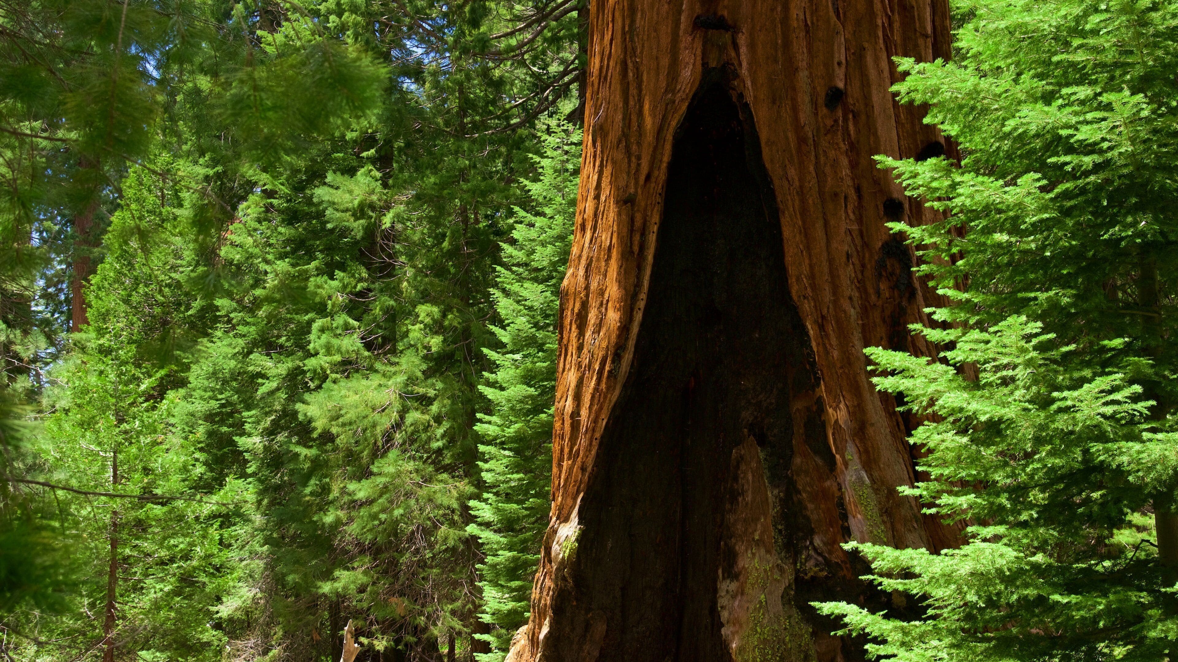 Kings Canyon National Park