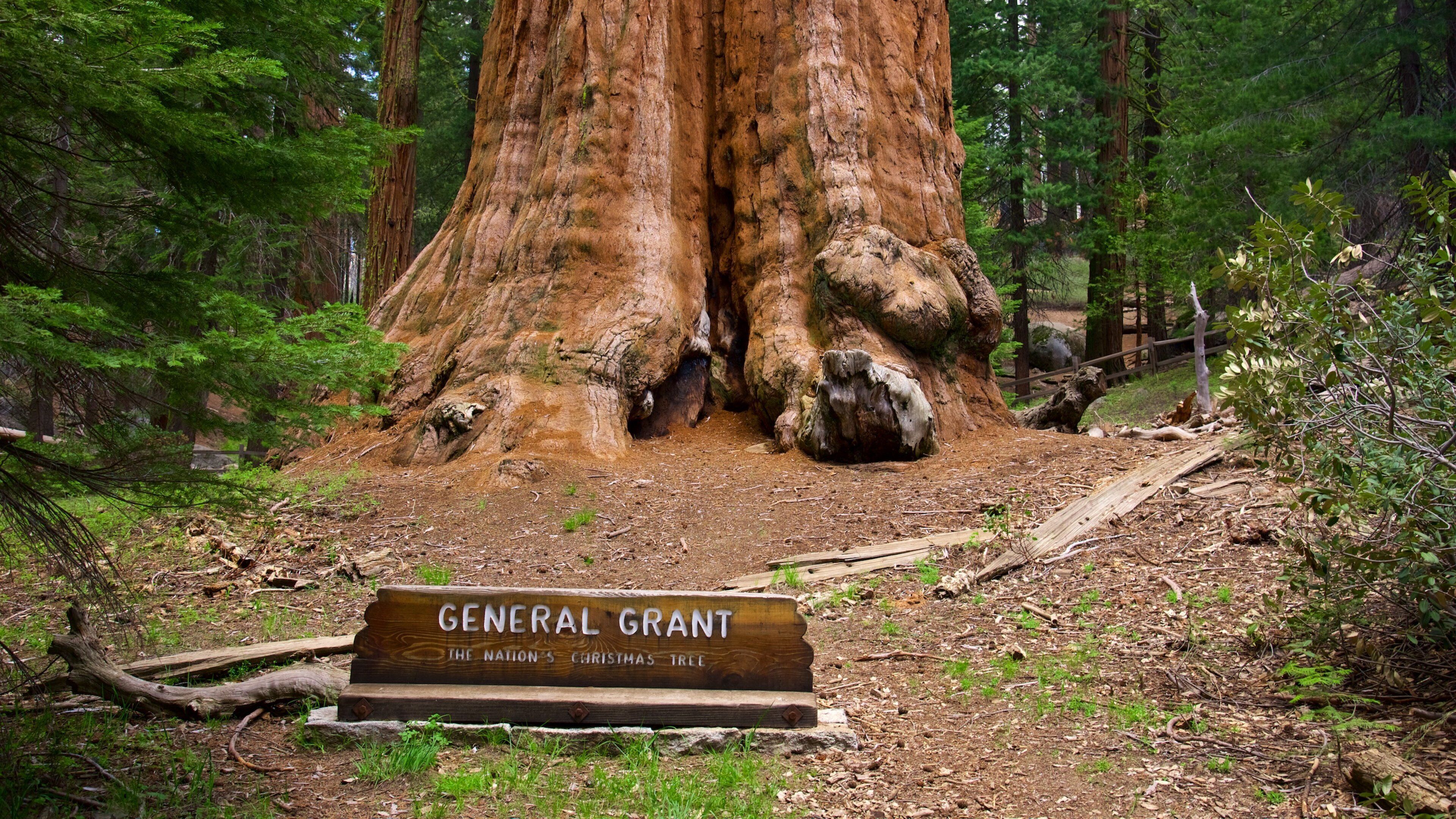 General Grant Tree featuring signage and forests