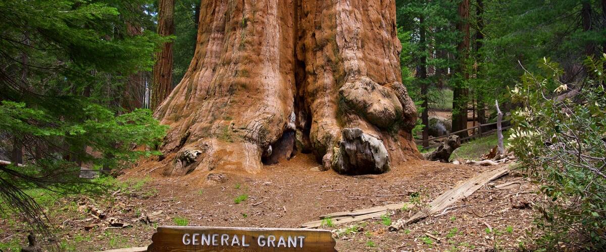 General Grant Tree featuring signage and forests