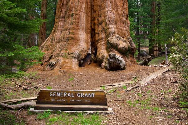 General Grant Tree featuring signage and forests
