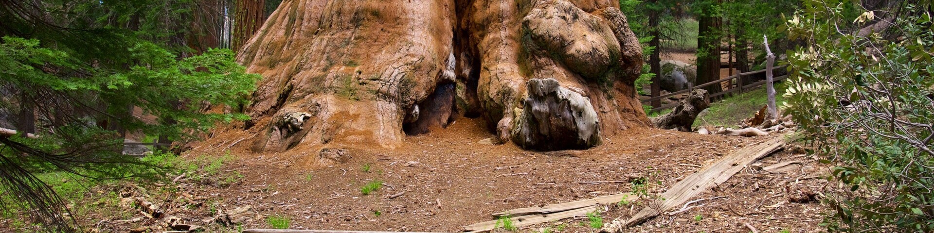 General Grant Tree featuring signage and forests