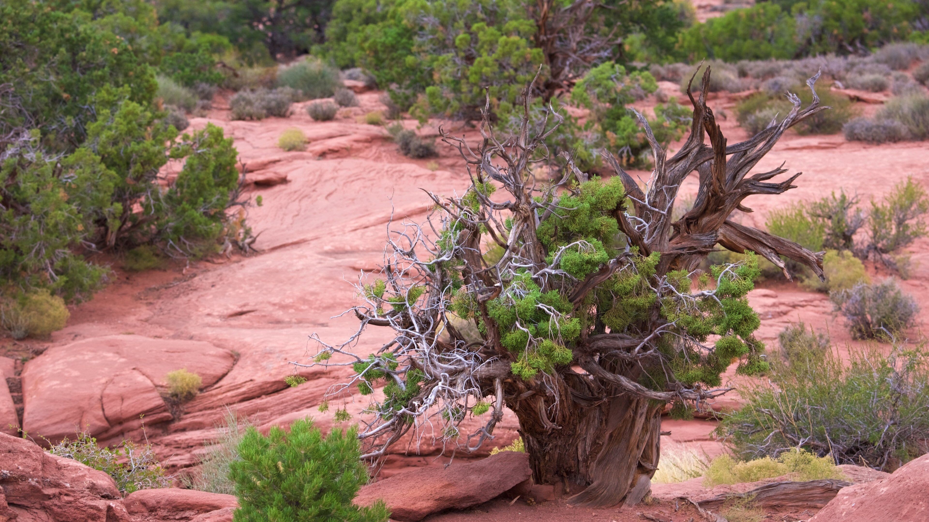 Moab mostrando escenas tranquilas