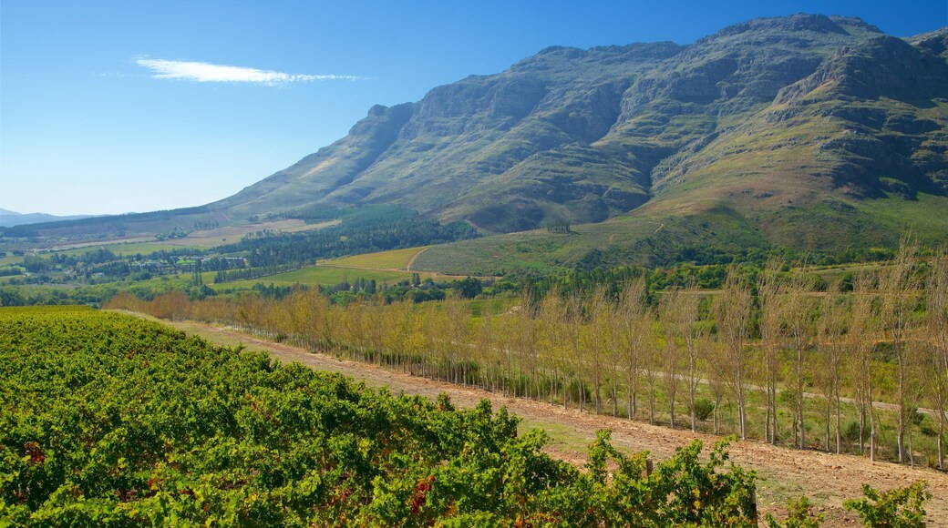 Waterford Wine Estate