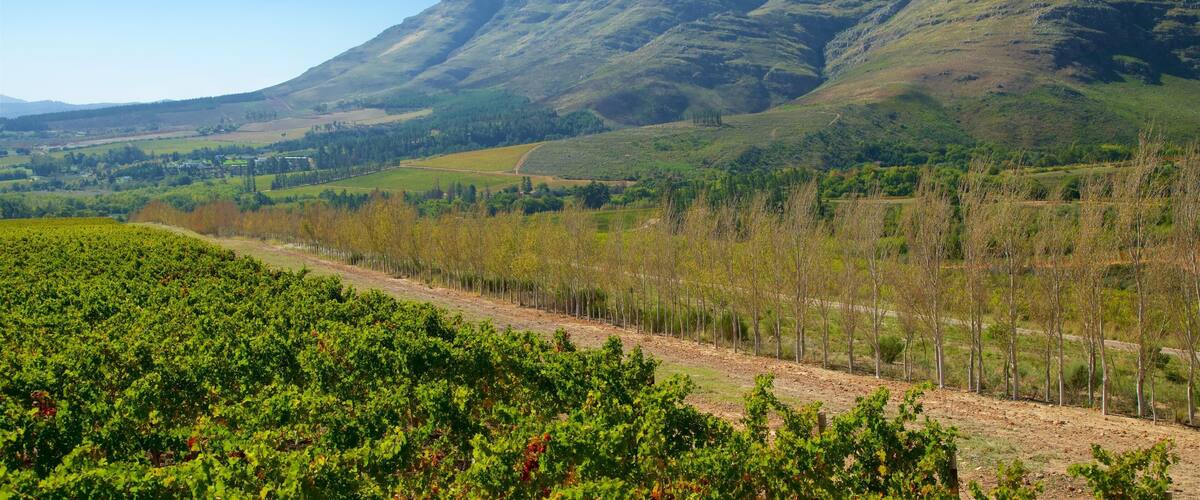 Waterford Wine Estate