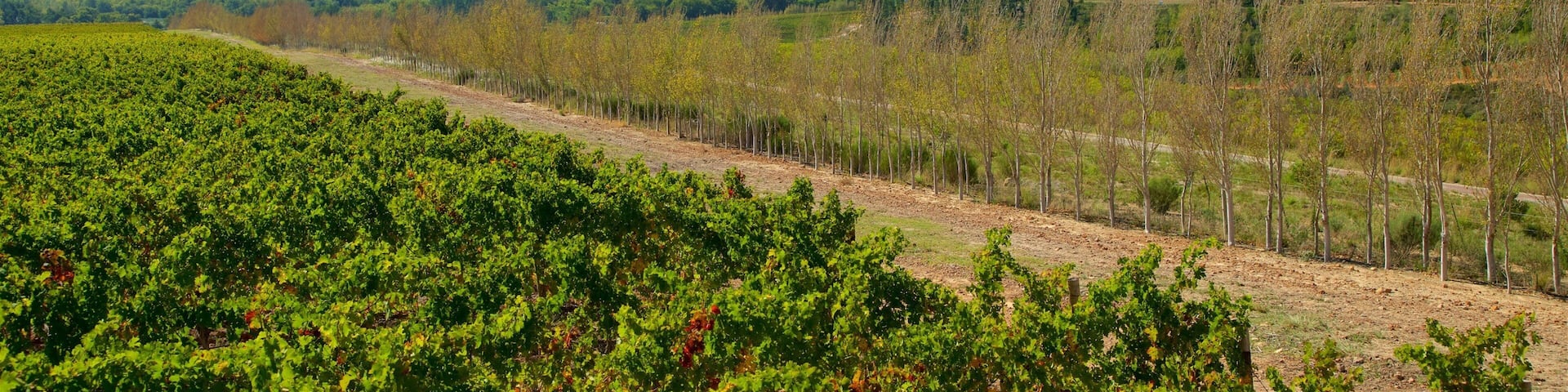 A vineyard with rows of grapevines, a dirt path, and a mountainous landscape in the background.