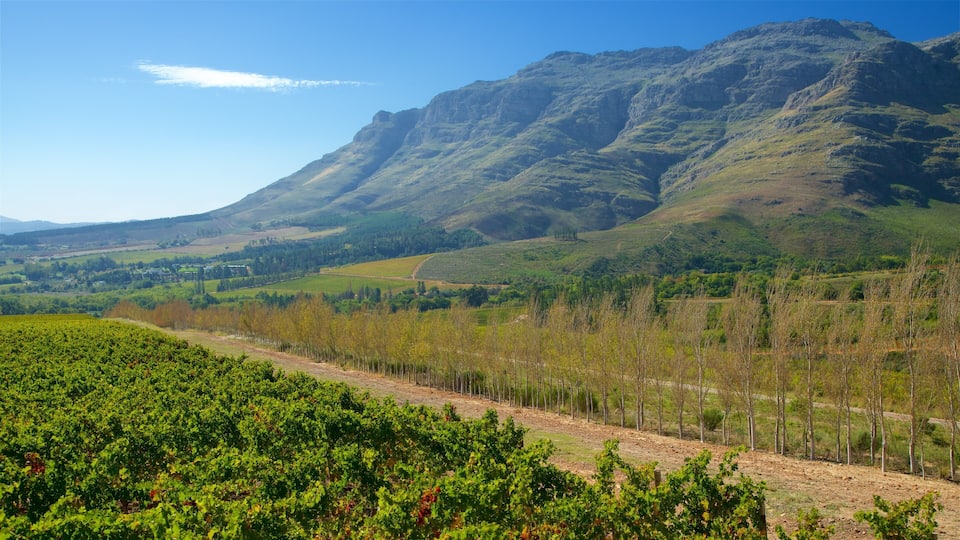 A vineyard with rows of grapevines, a dirt path, and a mountainous landscape in the background.
