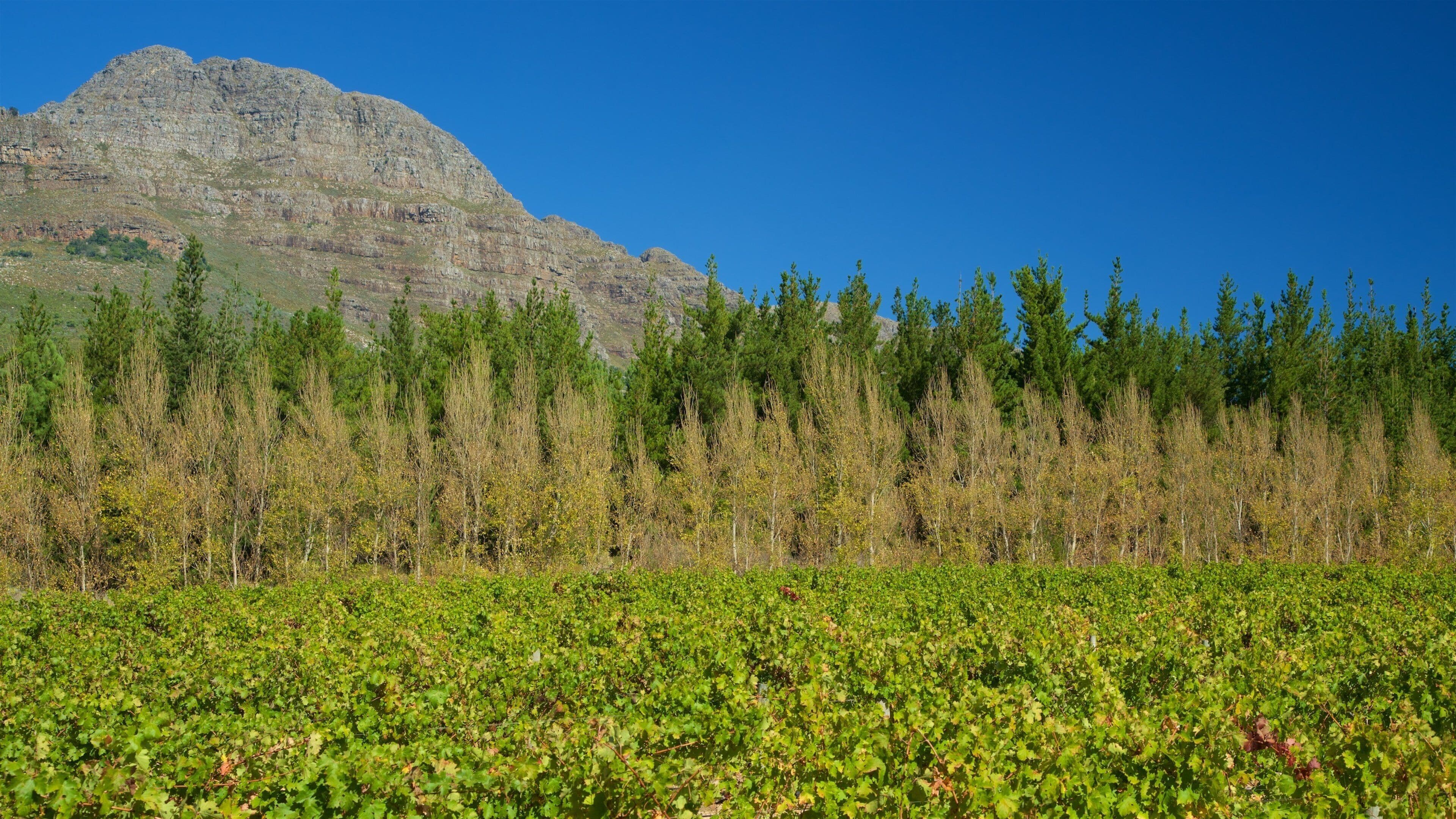 Cape Town which includes landscape views and farmland