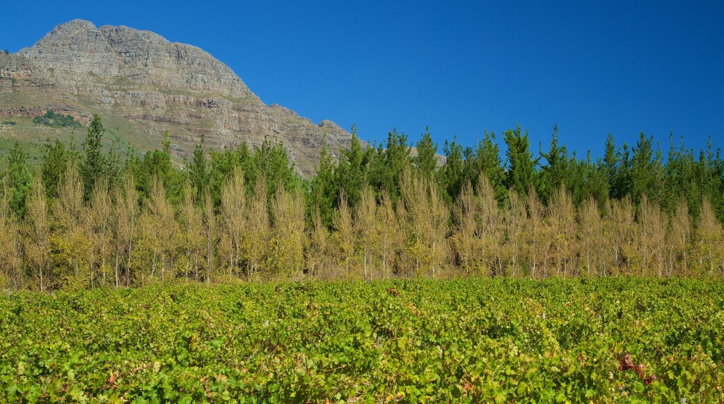 ケープタウン 表示 農地 と 自然の風景