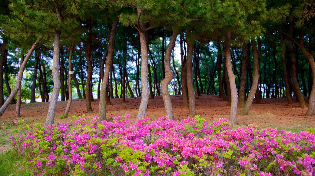 Busan que incluye flores silvestres y un parque