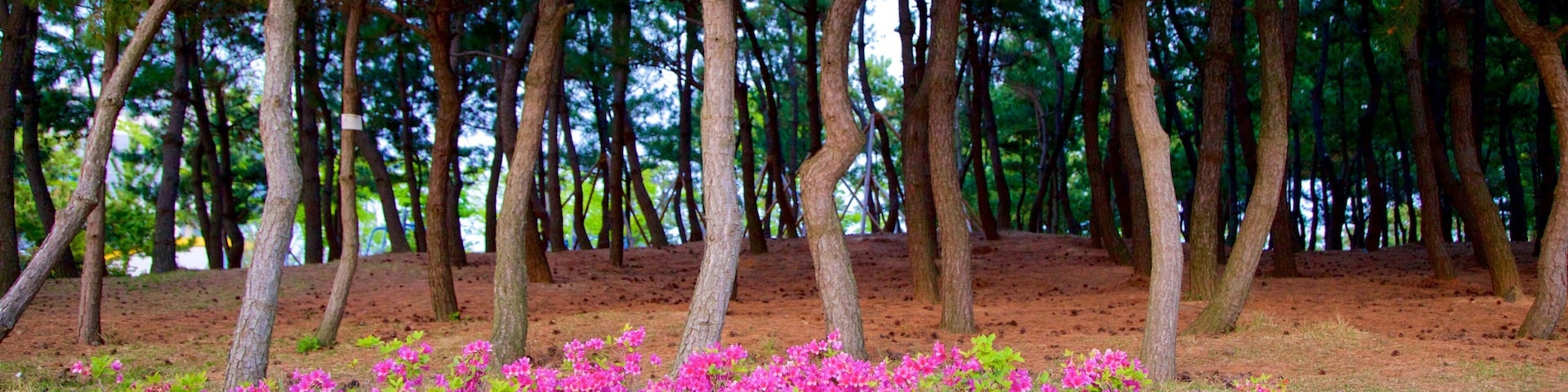 Busan welches beinhaltet Park und Wildblumen