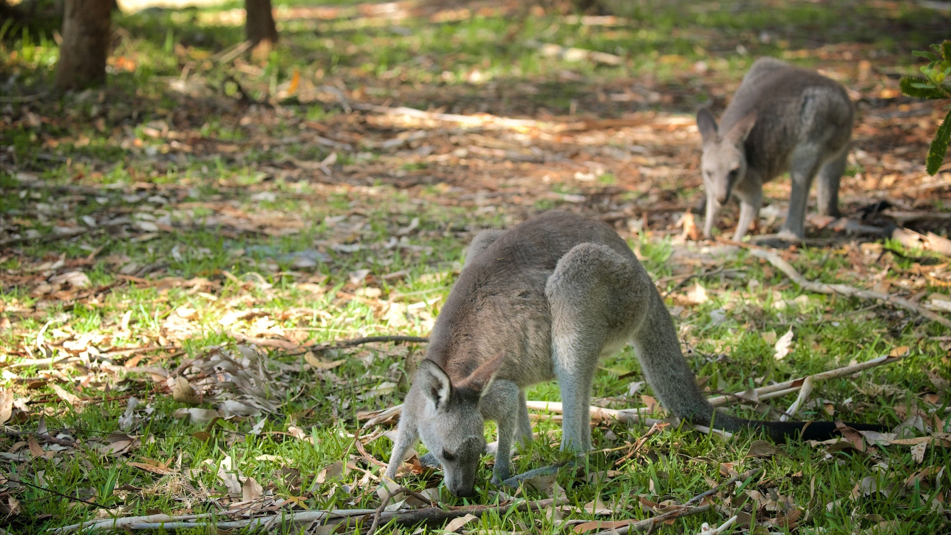 Sanctuary Point que inclui animais fofos ou amigáveis