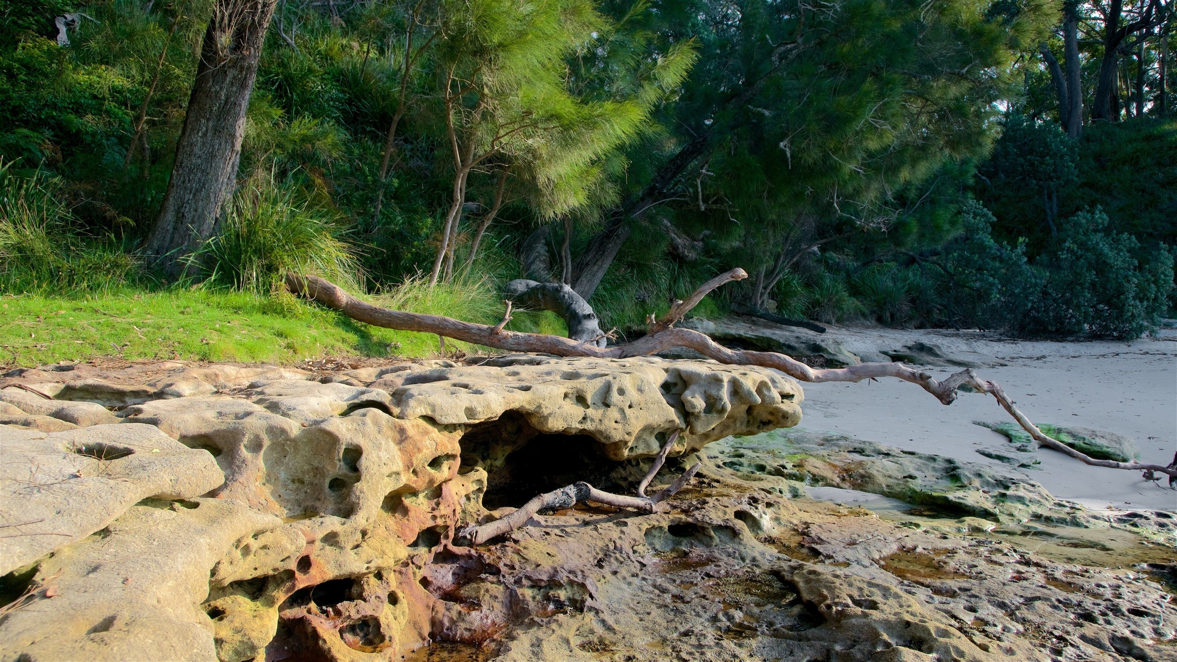 Sanctuary Point featuring forests and colorful reefs