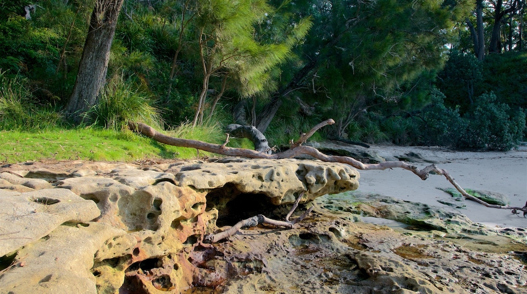Sanctuary Point featuring forests and colorful reefs