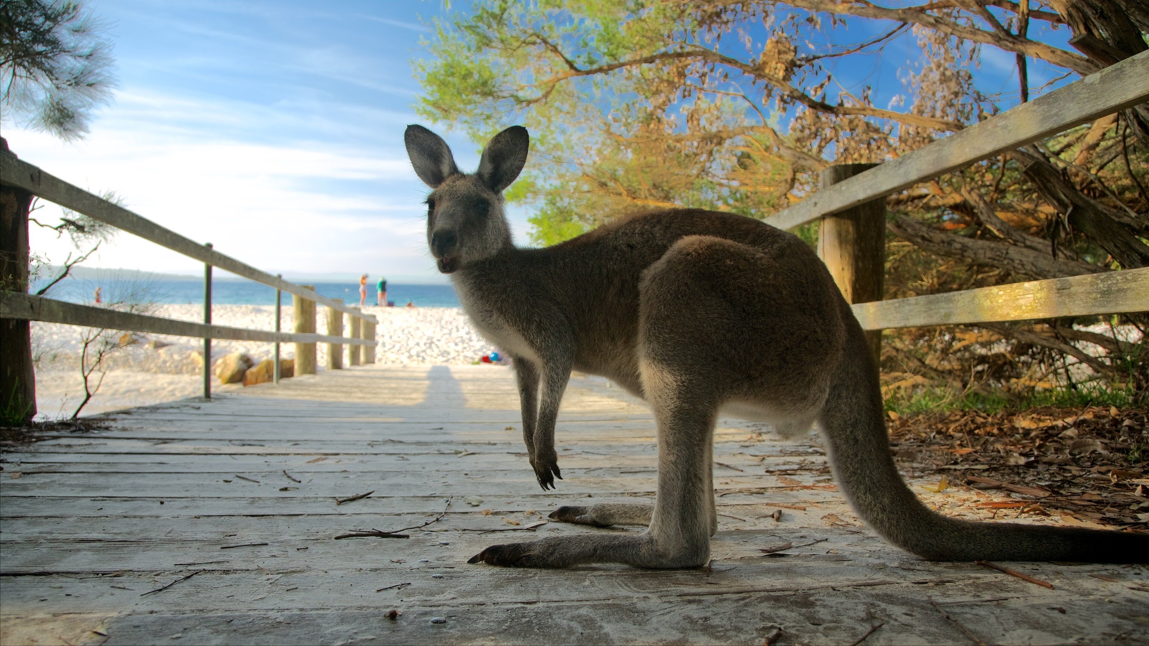 Sanctuary Point showing cuddly or friendly animals and a sandy beach