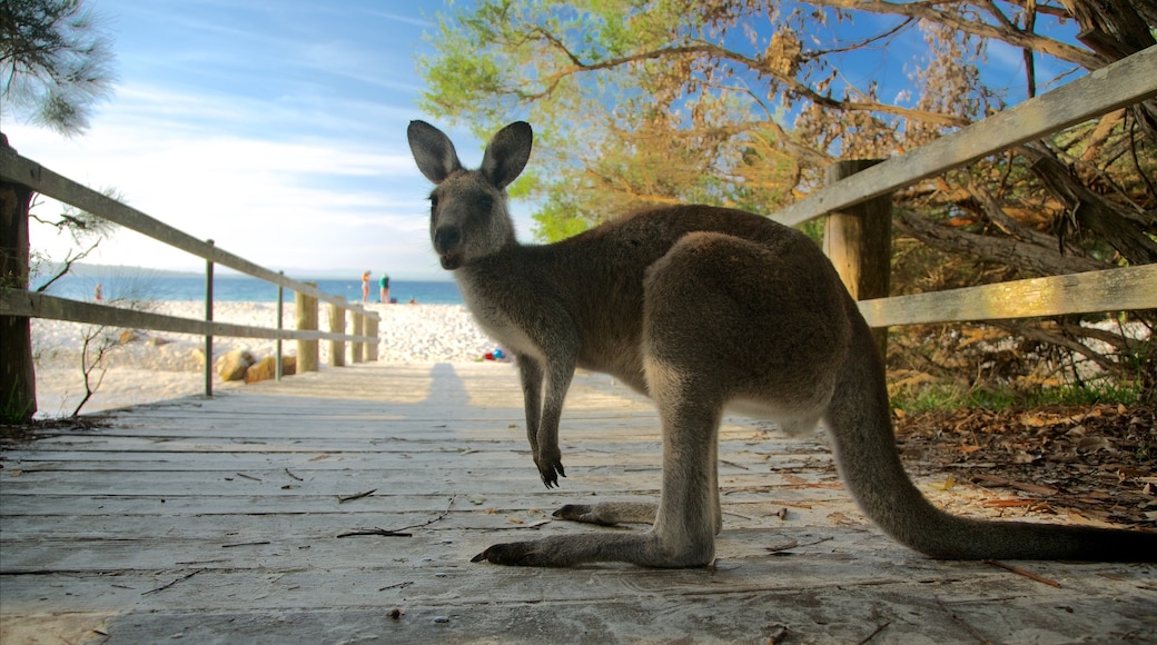 Sanctuary Point som visar gulliga djur och en sandstrand
