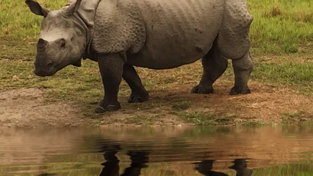 A rhinoceros standing by a water body.