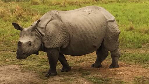 #rhino and its reflection. #nationalpark #wildlife #india